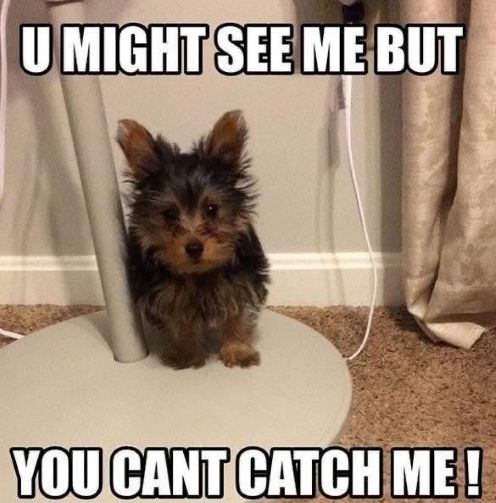 dog cant catch h.jpg